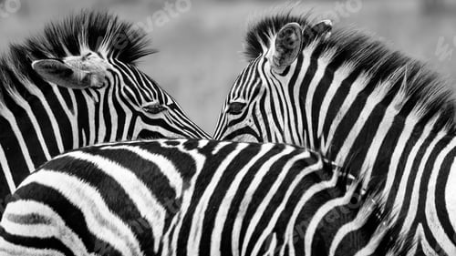 Preview: Grayscale close-up of zebras standing closely together