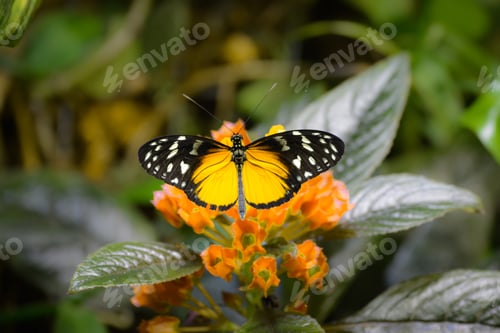 Preview: Butterfly with open wings on a flower