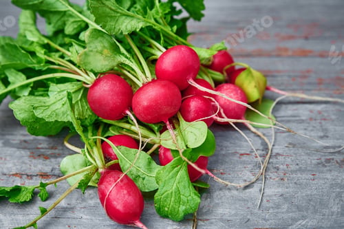 Preview: Fresh organic radish harvest on the table