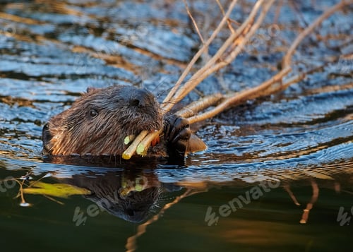 Preview: Eurasian beaver swimming with small branches in its mouth with blur background