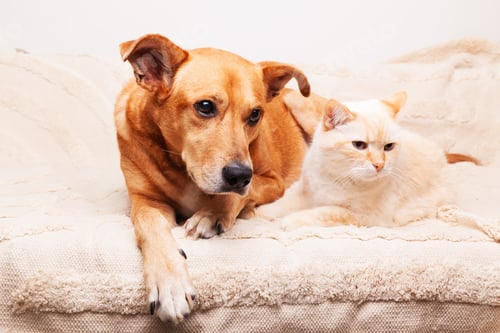 Preview: Mixed breed red dog and beige cat together on cozy plaid. Friendship of pets. Pets care concept.