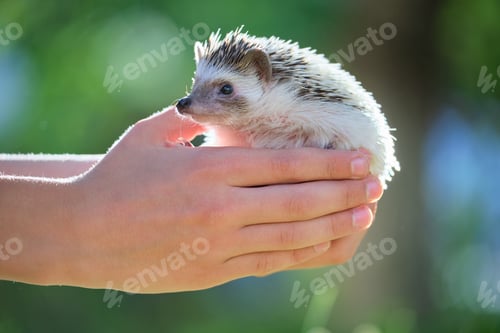 Preview: Human hands holding little african hedgehog pet outdoors on summer day.