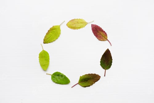 Preview: Colorful of Holy basil leaves circle.