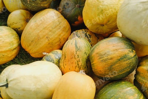 Preview: Assortment of fresh pumpkins of various sizes and colors piled on grass