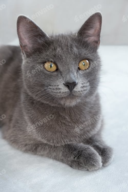 Preview: The gray cat with yellow eyes lies on a gray background. World Cat Day