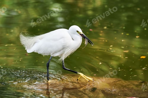Preview: Little Egret small heron white bird caught fish in beak on lake in indian Lodi Gardens city park