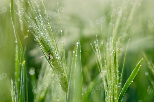 Preview: Selective focus shot of green wheat with water drops