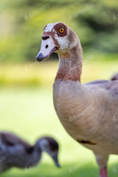 Preview: Vertical shot of an Egyptian goose in a field under the sunlight