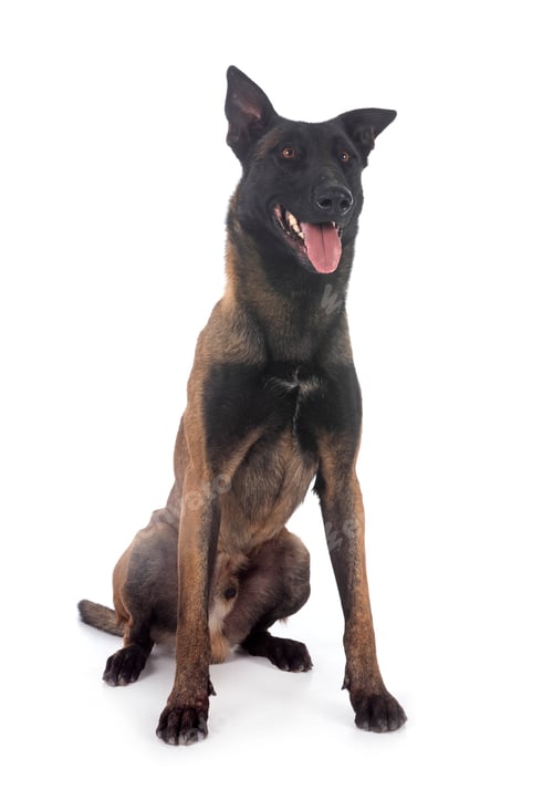 Preview: malinois in studio