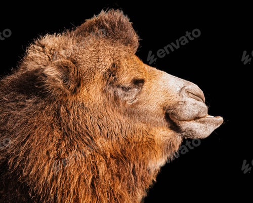 Preview: Profile of a camel on the black background
