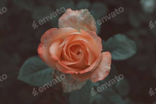 Preview: Beautiful blooming pink rose on bush outdoors