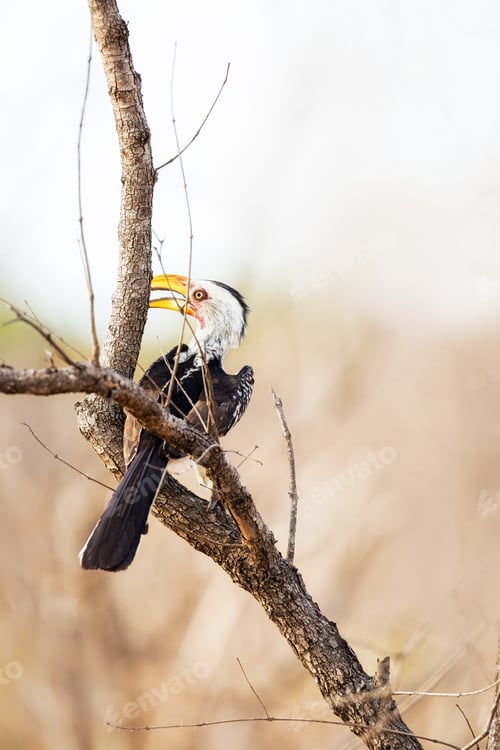 Preview: Yellow-Billed Hornbill in South Africa
