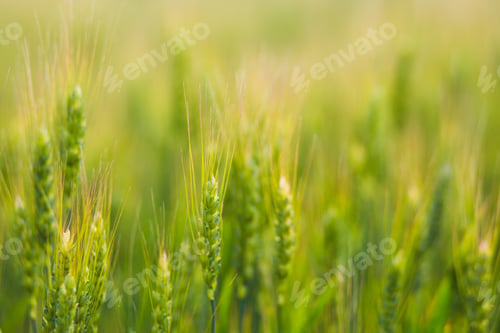 Preview: Beautiful green ears. Summer grass. Nature. Background.