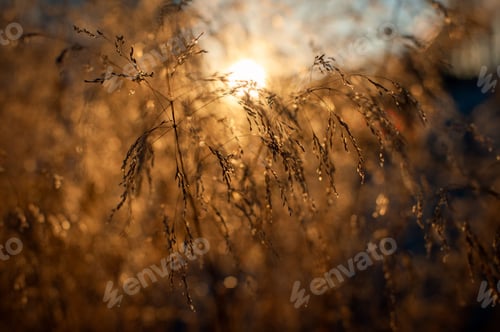 Preview: Closeup of dried plants under golden sunlight in a field