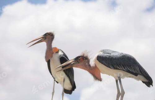 Preview: 2 marabou storks stare at their prey and prepare to take flight