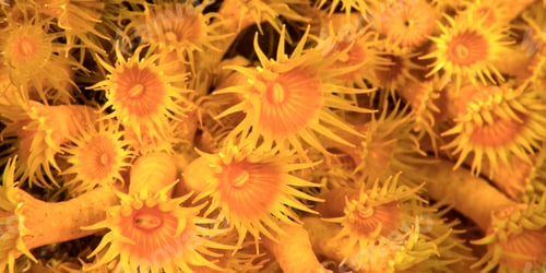 Preview: Yellow Encrusting Sea Anemone, Cabo Cope Puntas del Regional Natural Park, Spain