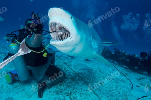 Preview: Dive master hand feeding female bull shark, Playa del Carmen, Quintana Roo, Mexico