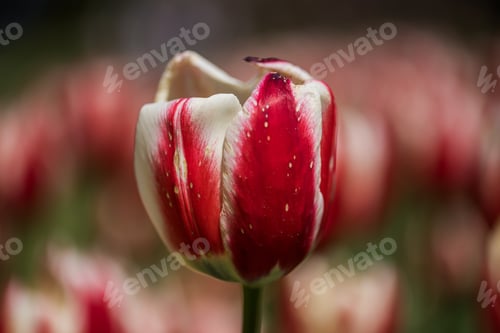 Preview: Selective focus shot of a beautiful red and white tulip with a blurred background