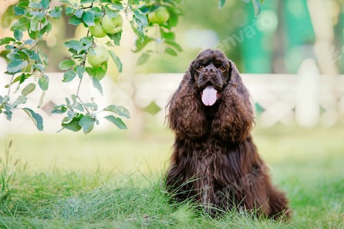 Preview: English Cocker Spaniel dog at the park. Beautiful dog on green grass.