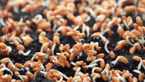 Preview: Close-up of watercress sprouts. Growing microgreens at home. Selective focus.