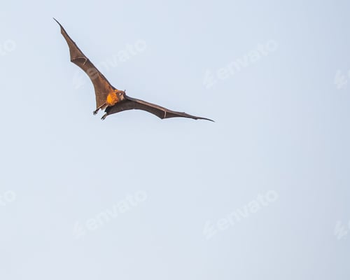 Preview: Closeup shot of a big bat flying high in the sky