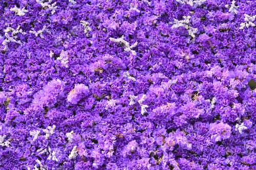 Preview: Blue and purple flowers of sea-lavender, marsh-rosemary in thick carpet, Limonium plant.