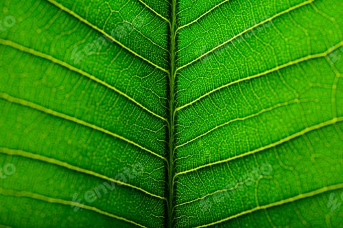 Preview: Close up green leaf line for Background,selective focus