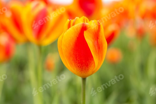 Preview: Spring Garden Of Red And Yellow Tulips In Holland Michigan