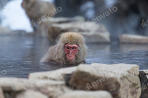 Preview: Snow monkey in hotspring