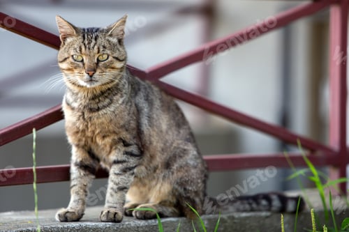 Preview: Big domestic cat enjoying warm summer weather.