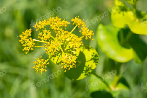 Preview: Smyrnium perfoliatum is a plant species from the Smyrnium genus of the Apiaceae family.