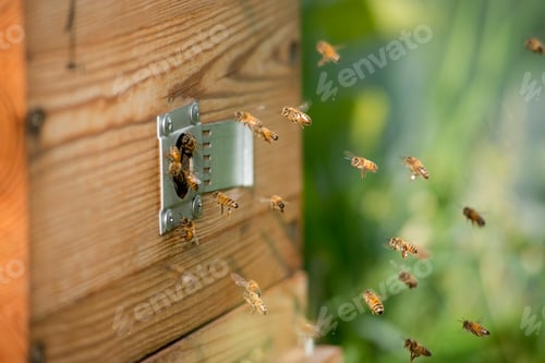 Preview: Bees fly into the wooden beehive