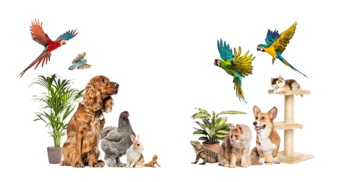 Preview: Large group of pets posing together with houseplants on white background