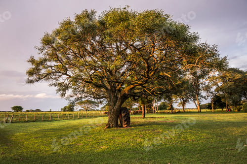 Preview: Estancia San Juan de Poriahu, Ibera Wetlands, a marshland in Corrientes Province, Argentina, South A