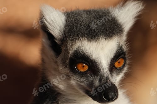 Preview: Ring-tailed Lemur Close-up