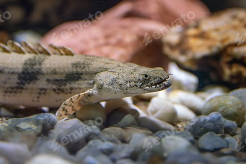 Preview: Saddled Bichir (Polypterus endlicheri) - Freshwater fish