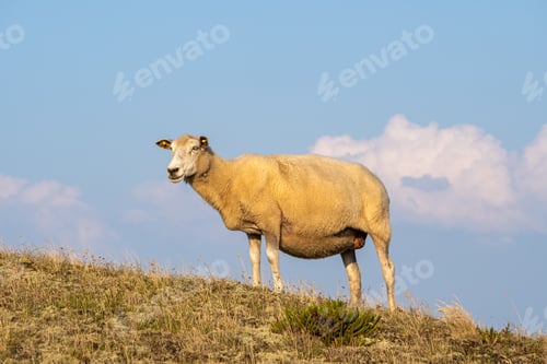 Preview: Grazing Sheep in Warm Evening Light