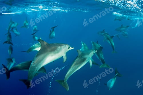 Preview: Dolphins swimming underwater