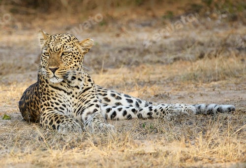 Preview: A Beautiful Botswana Wildlife picture of World