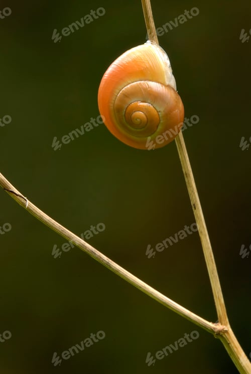 Preview: Ground Snail on Stick