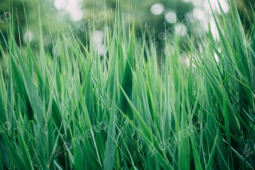 Preview: Natural Green Greenery Grass Stems.