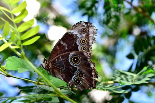 Preview: Closeup shot of a Blue Morpho butterfly with brown eyes on the wings on the branch of tree.