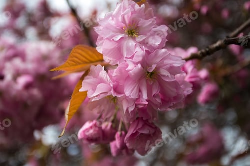 Preview: Cherry Blossoms Blooming with Brown Leaves