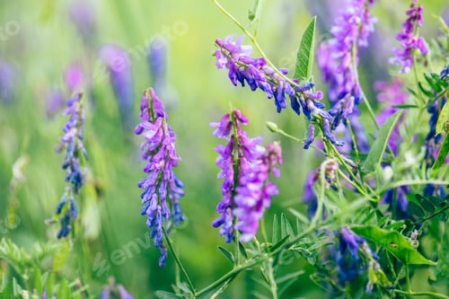 Preview: Beautiful purple boreal vetch flowers.