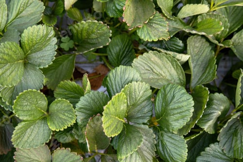 Preview: Green leaves of garden strawberry for background Wild strawberry leaves