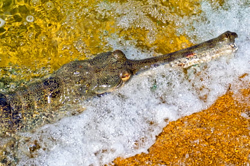 Preview: Gharial, Gavial, Royal Bardia National Park, Nepal