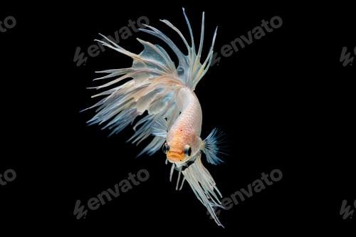 Preview: White betta splendens (Crown Tail) fish, Siamese fighting fish with light yellow color