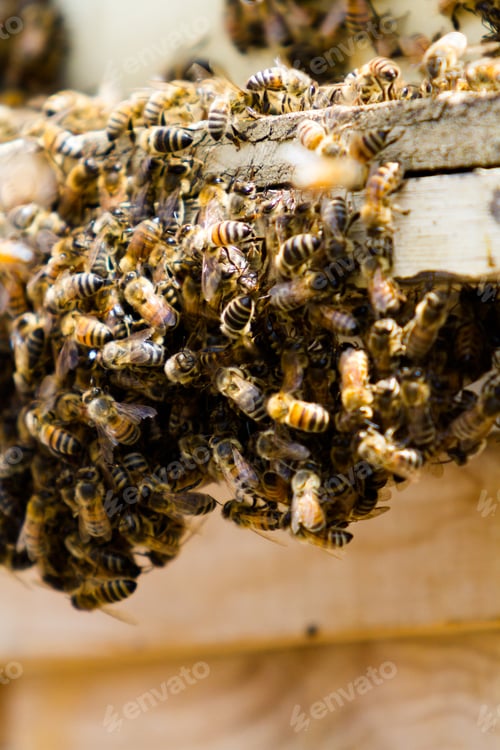 Preview: Beekeeping