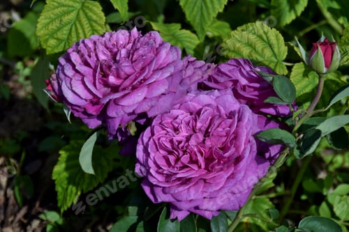 Preview: Closeup shot of blooming Heidi Klum roses