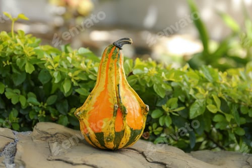 Preview: Whole ripe pumpkin on stone surface outdoors